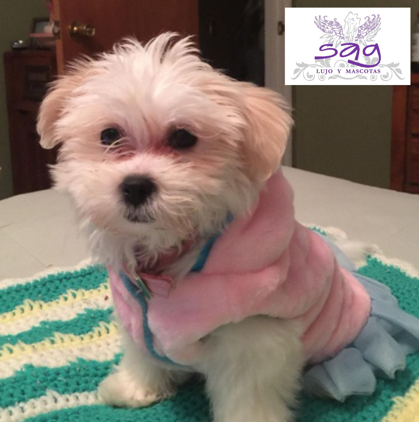PINK TUTU PET COAT PET DOGS CATS || ABRIGO PARA MASCOTA ROSADO TUTU CELESTE MASCOTAS PERROS GATOS